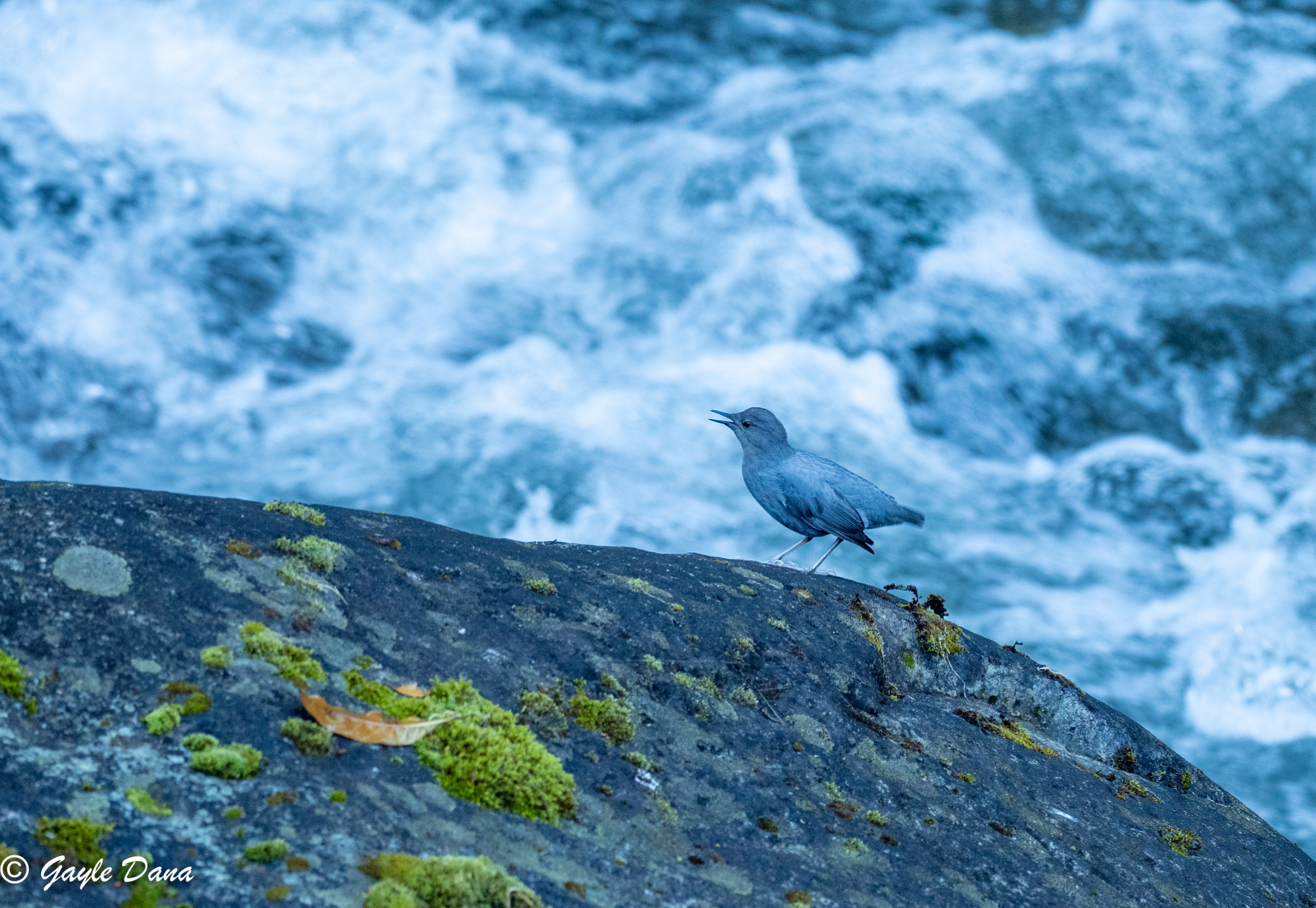 American Dipper